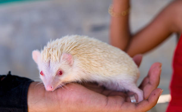 A zoo visitor curiously examines a hedgehog, holding it carefully in their cupped hands.