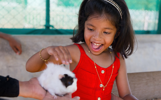 A captivating close-up portrait of a young girl at a petting zoo, her eyes sparkling with fascination as she gently cradles a fluffy guinea pig