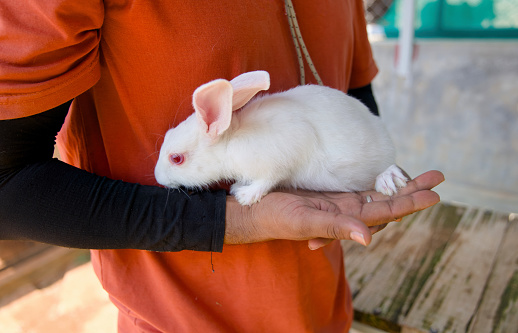 A close-up photo of a person's hands gently cradling a fluffy rabbit. The rabbit looks calm and content