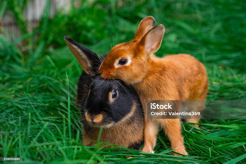Blackfire Tan Dwarf Rabbit And Colored Dwarf With Squirrel Coloring Sit ...
