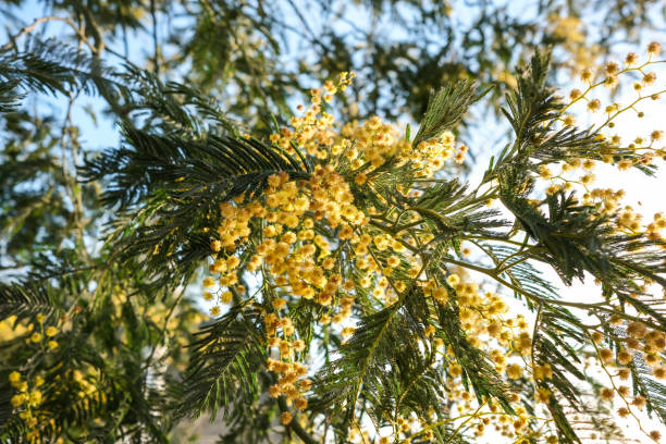 istock yellow mimosa flowers 2148050704