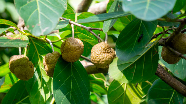 nauclea latifolia, znana również pod potoczną nazwą brzoskwinia afrykańska. - czerwonki zdjęcia i obrazy z banku zdjęć