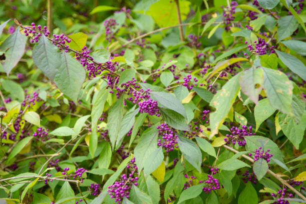 Callicarpa japonica - Liebesperlenstrauch