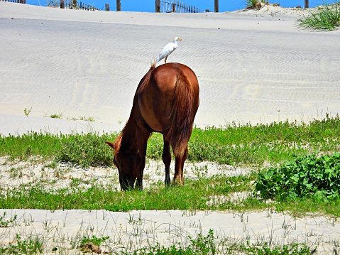 A seagull landed on a wild horse who is grazing