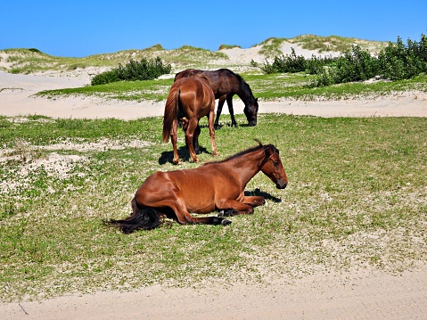 Three Assateague ponies, one stallion and two mares, walking along the surf at the Assateague Island National Seashore beach staring at the camera hoping for a handout