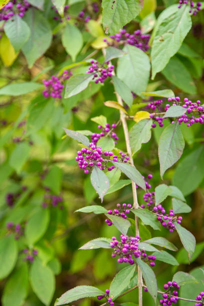 Callicarpa japonica - Liebesperlenstrauch