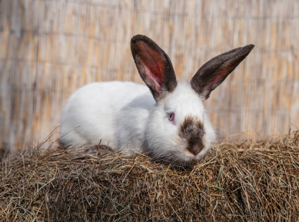 istock Californian Russian medium sized rabbit sitting on a hay before Easter 2148051362