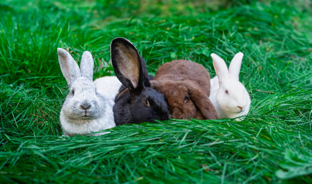 istock Large Light Silver, Black giant Flanders, Brown fold ram, Giant white - medium sized rabbits lie on a green grass 2148051416