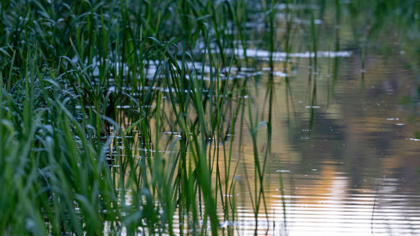 Reflection of sunrise and reed at a lakeshore