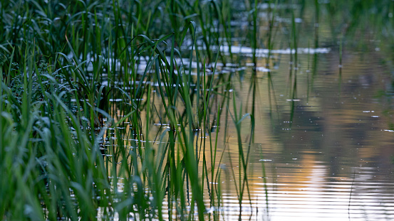 Autumn morning scenery close-up of the reflection of reed, sky and sunlight in the water surface of a lake at sunrise