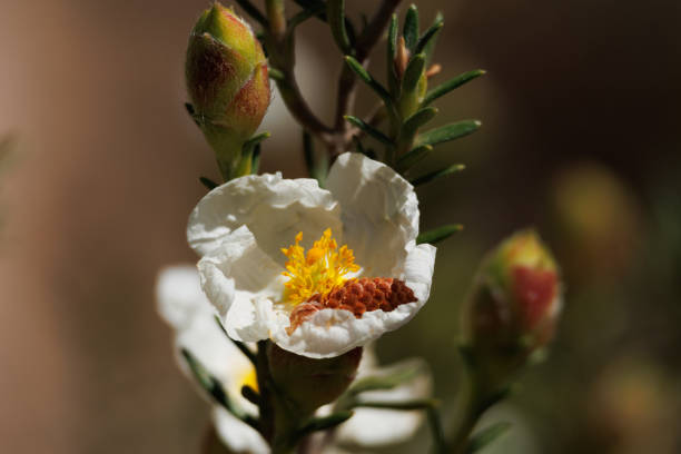 Cistus monspeliensis flower with pine seed inside. Alcoy, Spain