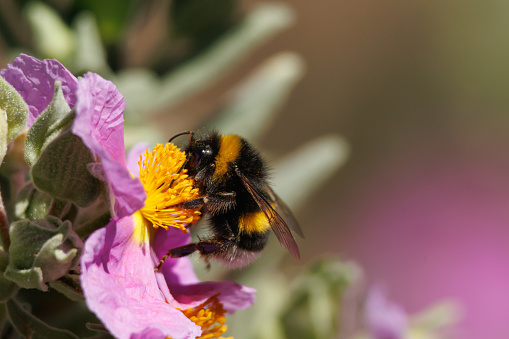 Common bumblebee, bombus terrestris, on rockrose flower cistus albidus