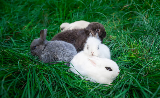 istock Mini rabbits - dutch ram and hotot sit on a green grass 2148052173