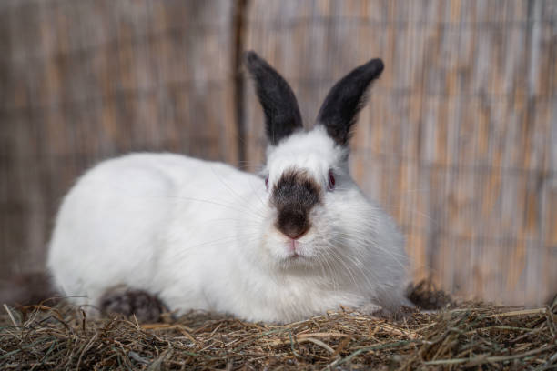 istock Californian Russian medium sized rabbit sitting on a hay before Easter 2148052273