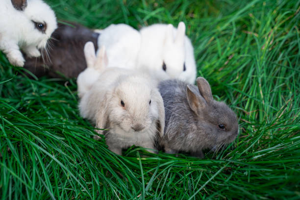 istock Mini rabbits - dutch ram and hotot sit on a green grass 2148052298
