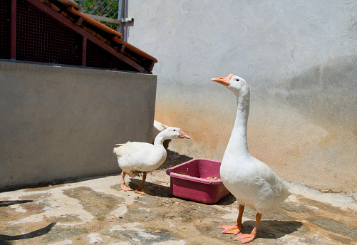 Two white geese with orange beaks rest inside a chicken wire enclosure on a sunny farm