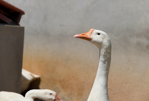 A detailed close-up photo of a white goose on a farm, showcasing its snow-white feathers