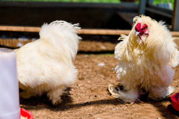istock White chicken on the farm Thailand Selective focus 2148052845