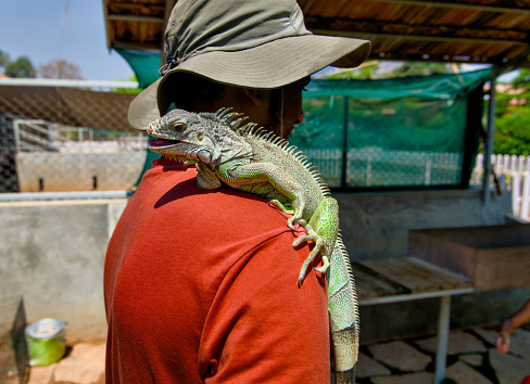 This image is about Green iguana in the shoulder of a man in a hat