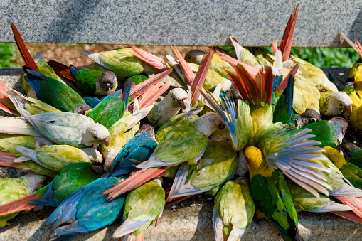 A vibrant image showcasing several colorful parrots perched on a weathered concrete bench.