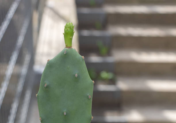 A closeup of an open cactus fruit on the left side, placed in front of a staircase with steps leading up to it.