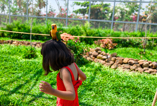 A heartwarming scene of a young girl's playful encounter with a colorful parrot. and it sitting in top the head