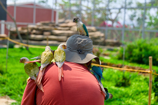 A colorful parrot with bright feathers sits perched on a man's hat while enjoying a day at the park.