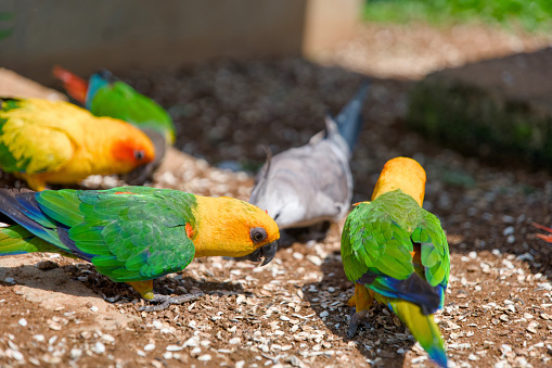 A vibrant scene of colorful parrots enjoying a delicious meal scattered on the ground.