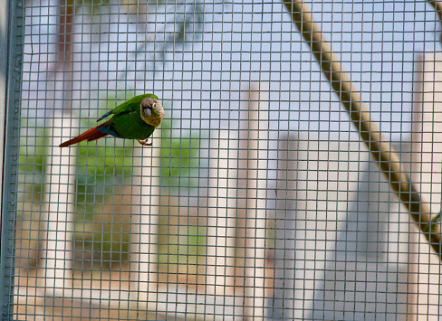 A close-up portrait of a beautiful green parrot with bright feathers, perched on a wire fence inside its zoo enclosure.