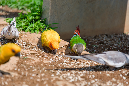 A vibrant scene of colorful parrots enjoying a delicious meal scattered on the ground.