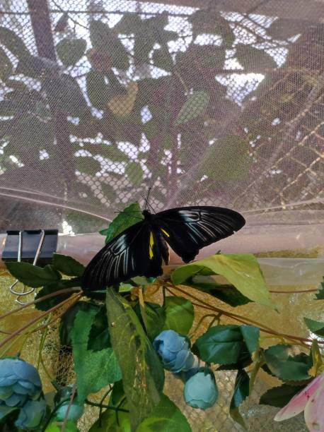 istock tropical butterfly golden birdwing 2148053386
