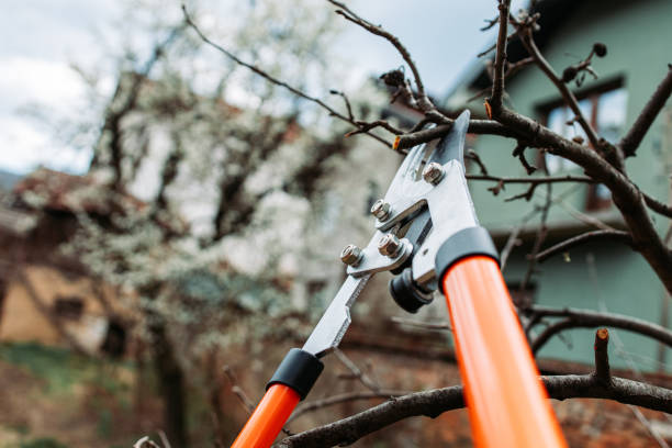 istock Close-up of orange pruning scissors, ready for pruning 2148053697