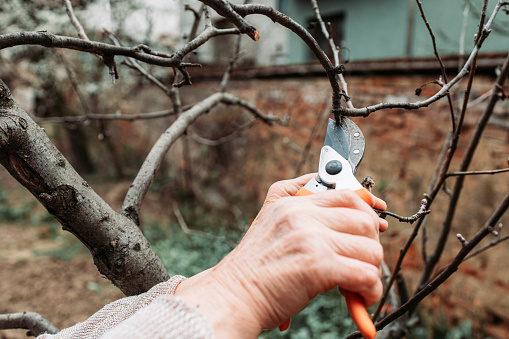 Elderly woman pruning apple branches. Spring time