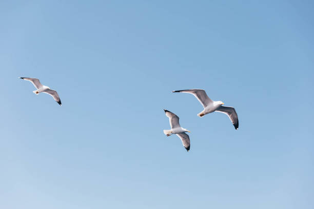 istock Common sea gulls flock flying In Greece 2148054389