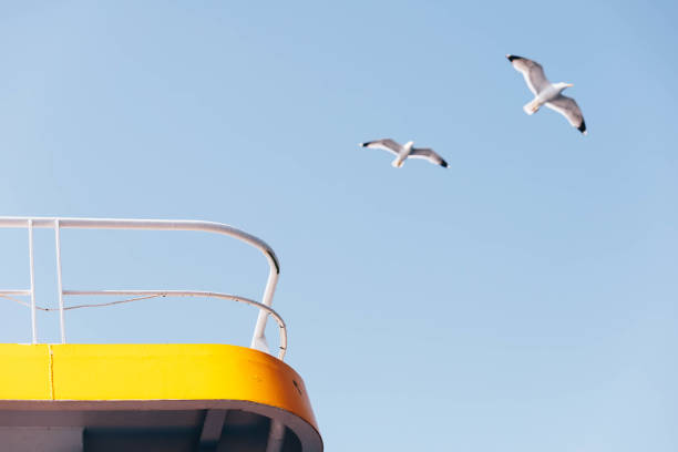 Common sea gulls flock flying In Greece