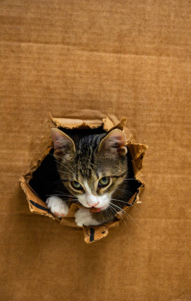 istock orange kitten pokes its head through the hole in a box 2148054794