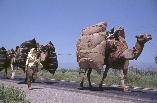 Eastern Turkey, 1968. Packed camel caravan on an Anatolian road. Also: guide.