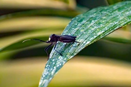A leaf-footed bug of the species Acanthocephala latipes on a leaf in a rainforest, in Costa Rica