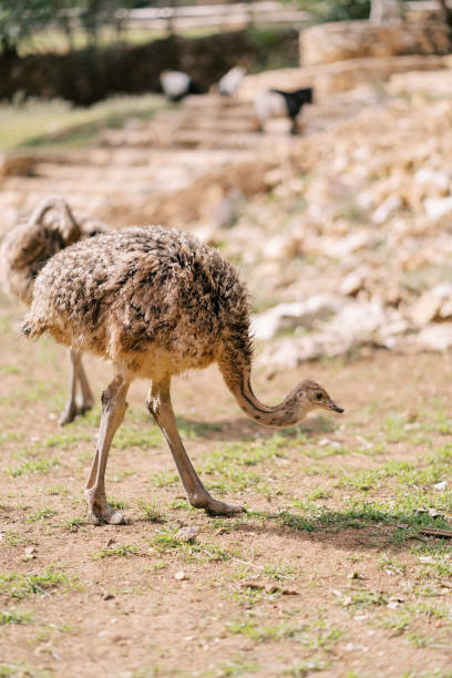 istock Little brown ostriches grazing on a pasture 2148055439