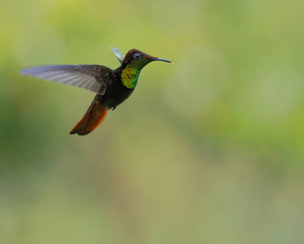 istock Ruby-Topaz Hummingbird, Chrysolampis mosquitus, male, hovering: Tobago 2148055548