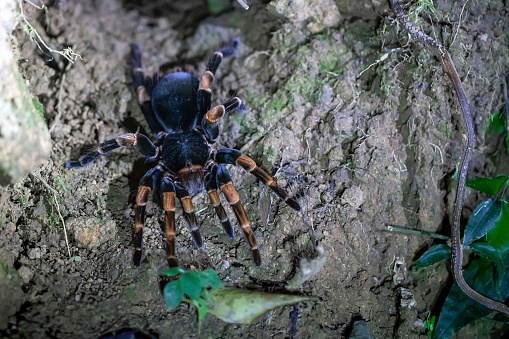 A Costa Rican Orange kneed Tarantula, Megaphobema mesomelas, at night at a forest floor.