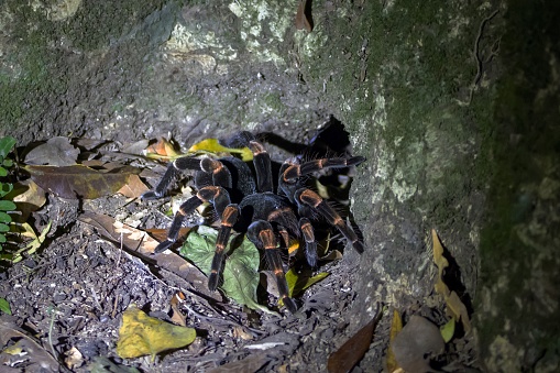 A Costa Rican Orange kneed Tarantula, Megaphobema mesomelas, at night at a forest floor.