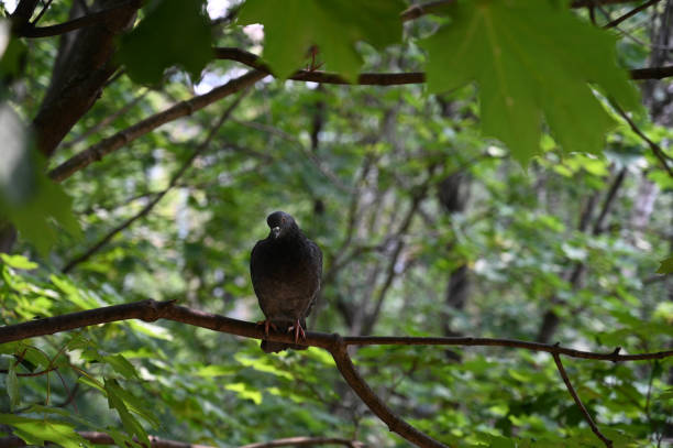 A cute pigeon is sitting on a tree and looking at the camera.