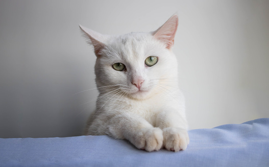 A beautiful white kitty with unhappy eyes folded her paws on the table and looks calmly at the camera.