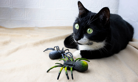 A black cat lies on the bedspread next to him creepy toy spiders. Halloween Concept.