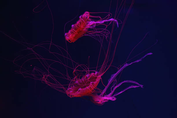 istock Fluorescent jellyfish swimming underwater aquarium pool with red neon light. 2148056342