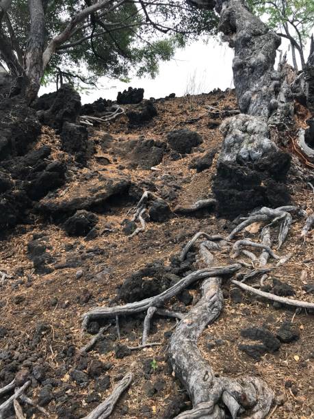 istock Hawaiian cliff roots of tree 2148056778