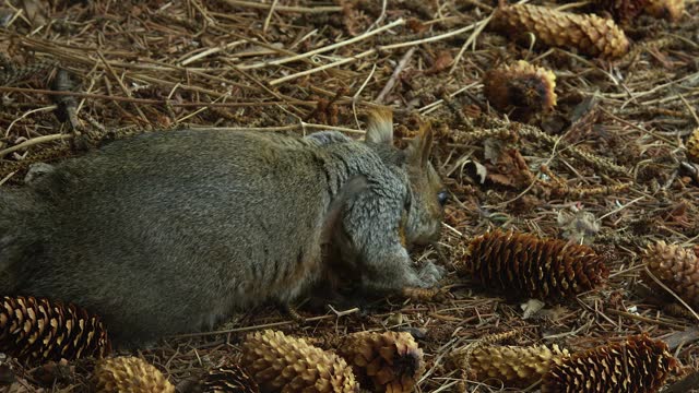 Fluffy Grey Squirrel looks for food amid spruce cones on forest floor