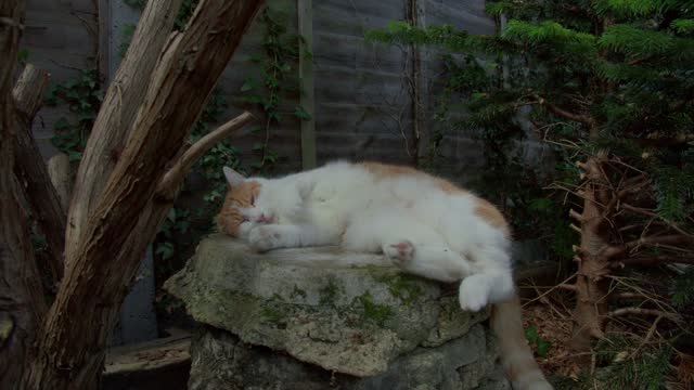Cat on Rockery