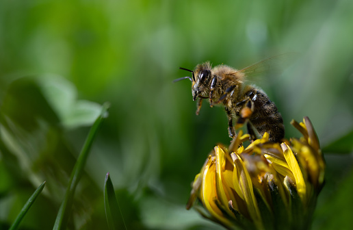 Close-up of a small bee emerging from a half-closed dandelion flower. A green meadow can be seen in the background. There is space for text.